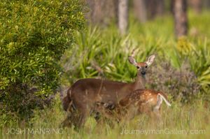 Josh Manring Photographer Decor Wall Art -  Florida Wildlife Everglades -48.jpg